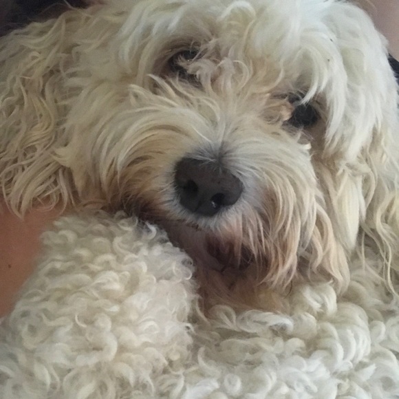 Meet your Posher, Amber - Picture 1 of 1